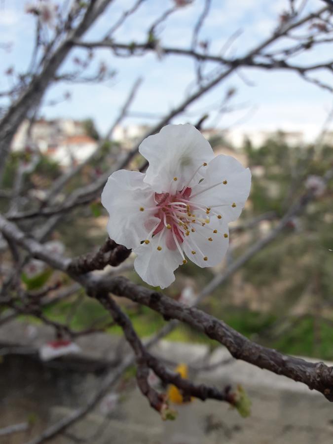 Yaakov'S Apartment Migdal Ha'Emeq Ngoại thất bức ảnh